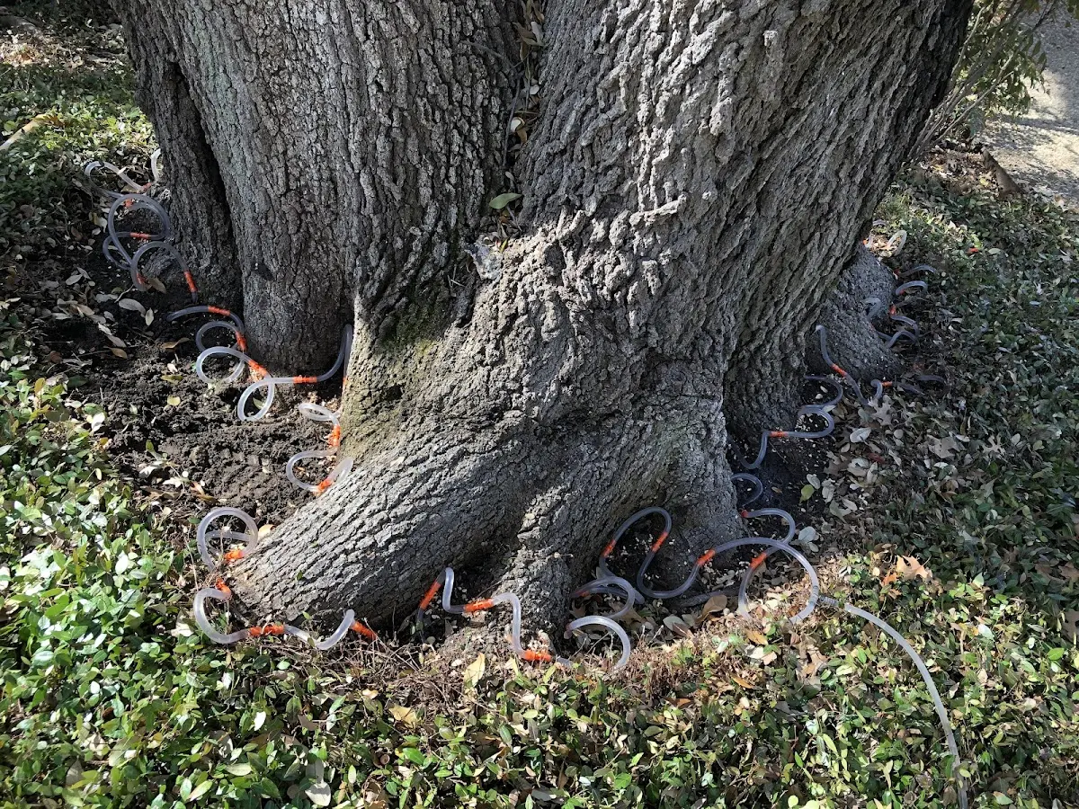 Detailed Tree Cabling and Bracing job site in Morley
